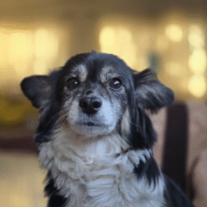 واگذاری رایگان سگ