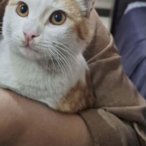 واگذاری گربه DSH