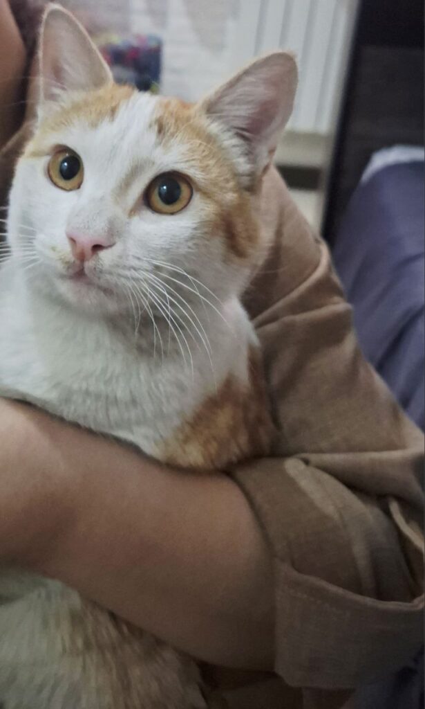 واگذاری گربه DSH