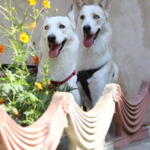 جربین شپسکی نر و ماده کاملا اهلی و خونگی