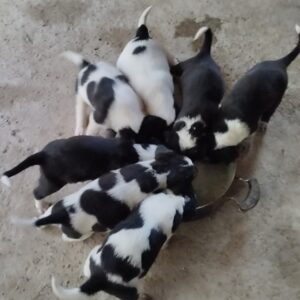 هشت توله سگ