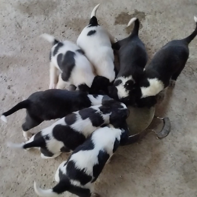 هشت توله سگ