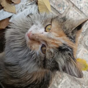 واگذاری بچه گربه حمایت شده