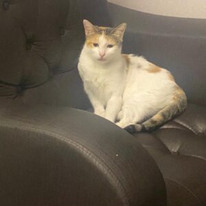 واگذاری یک گربه خیلی خیلی خانم  تری کالر ماده