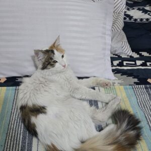 واگذاری گربه موبلند