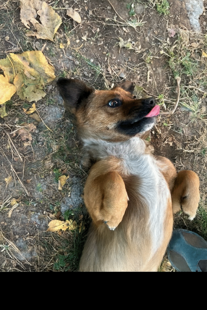 پیدا شده حوالی بیمارستان امام حسین تهران