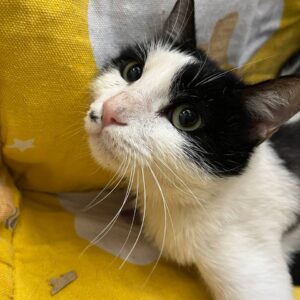 امید دختر کوچولوی ۸ ماهه