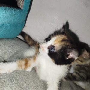 گربه یک ماهه