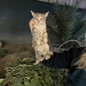 واگذاری گربه