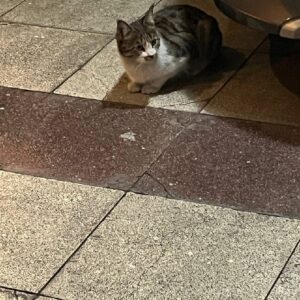 واگذاری گربه خونگی رها شده