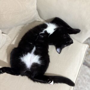 گربه سیاه مهربون بغلی