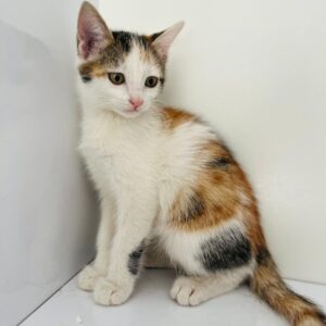 پیشی کوچولو