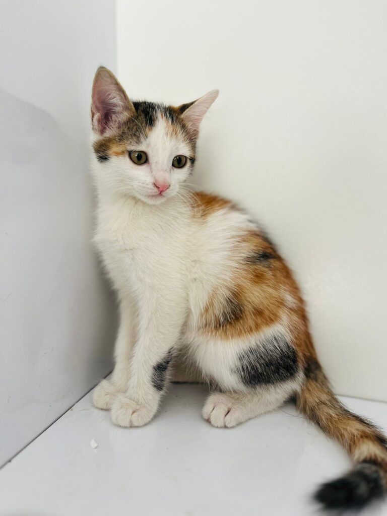 پیشی کوچولو