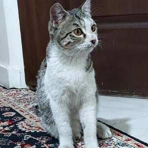 گربه نر ۴ ماهه