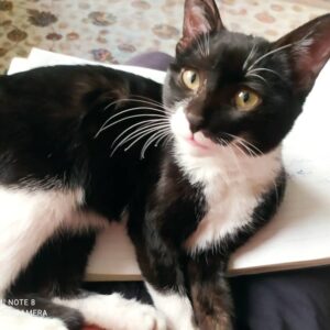 واگذاری گربه dsh