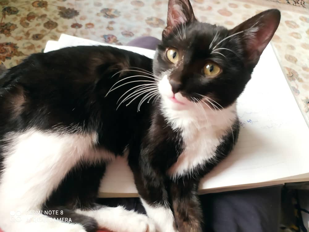 واگذاری گربه dsh