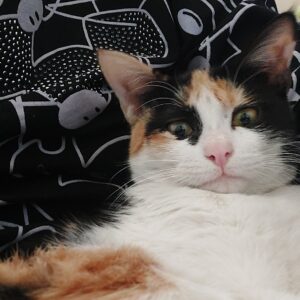 واگذاری پیشیم