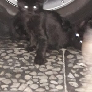 واگذاری ۵ بچه گربه