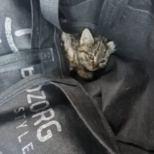 بچه گربه نیازمند درمان فوری