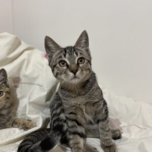 بچه گربه‌های خونگی