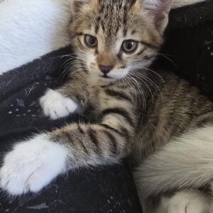 واگذاری بچه گربه