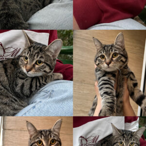 واگذاری گربه رایگان