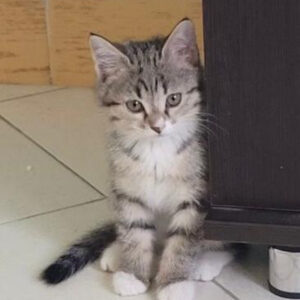 واگذاری گربه ماده سه ماهه پاسفید دوست داشتنی dsh