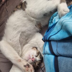 مومو ی حیوون اروم و صمیمیه اگه کسی بردتش خونه ترو خدا برش گردونه