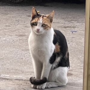 واگذاری رایگان یک گربه DSH خیابونی زیبا به نام مخمل