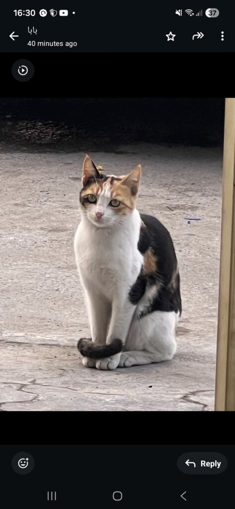 واگذاری رایگان یک گربه DSH خیابونی زیبا به نام مخمل