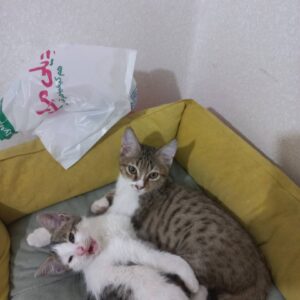 بچه گربه ۲.۵ ماهه کاملا سالم و دستی
