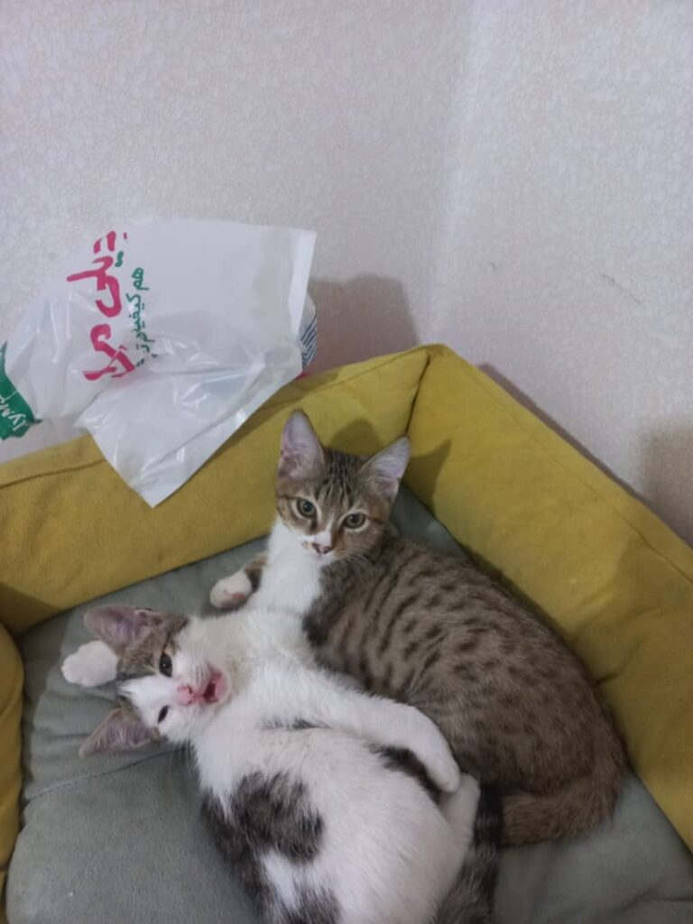 بچه گربه ۲.۵ ماهه کاملا سالم و دستی