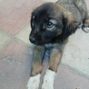 واگذاری رایگان توله دو ماهه