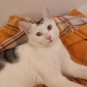 واگذاری گربه