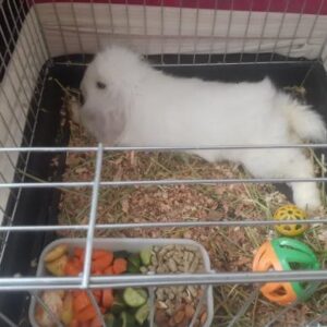 خرگوش رایگان