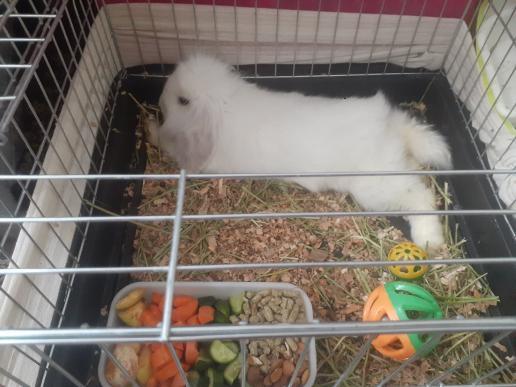 خرگوش رایگان