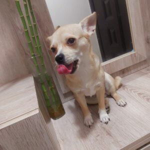 دختر شیواوا پامر