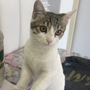 واگذاری بچه گربه نمکییی😻🐈