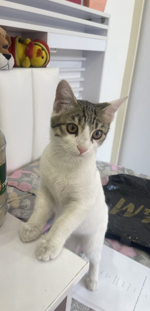 واگذاری بچه گربه نمکییی😻🐈