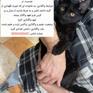 واگذاری گربه نر