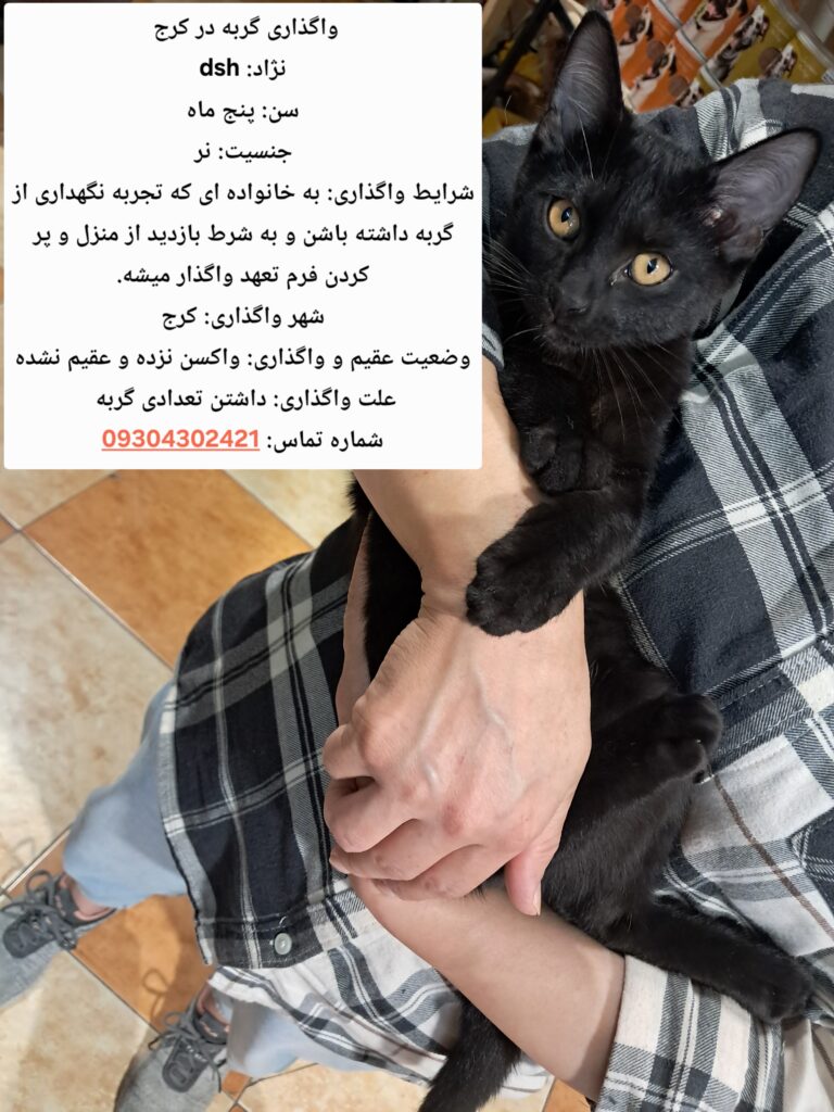 واگذاری گربه نر