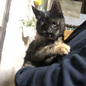 بچه گربه ملوس