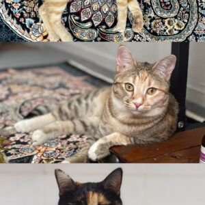 واگذاری سه تا فرشته ی مهربون و زیبا