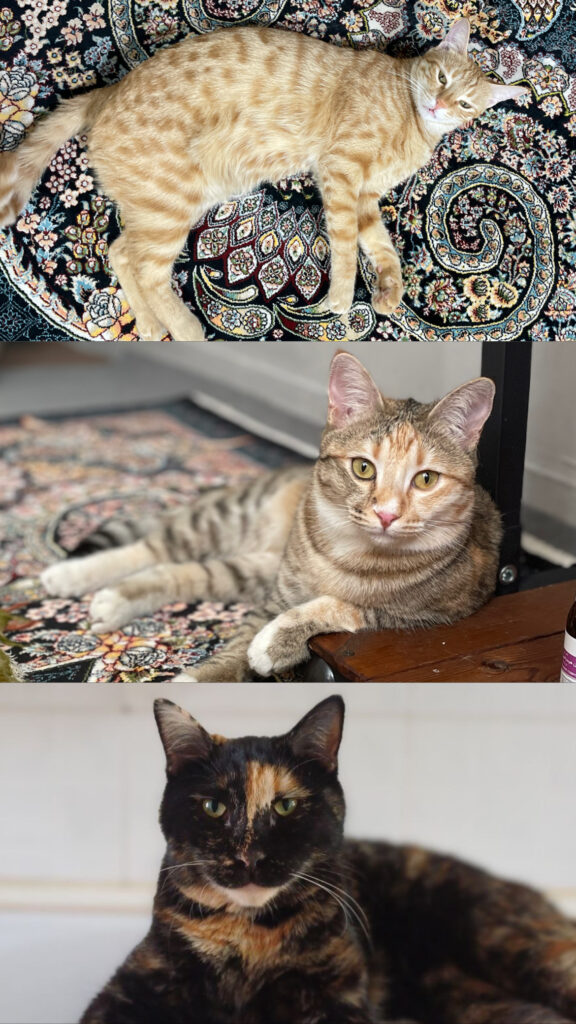 واگذاری سه تا فرشته ی مهربون و زیبا