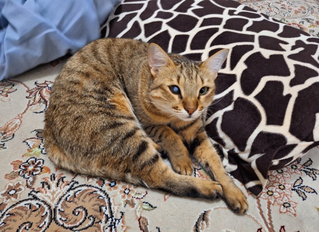 گربه پلنگی گم شده بابلسر