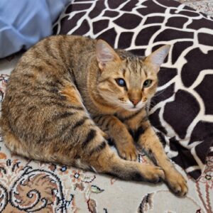 گربه پلنگی گم شده بابلسر