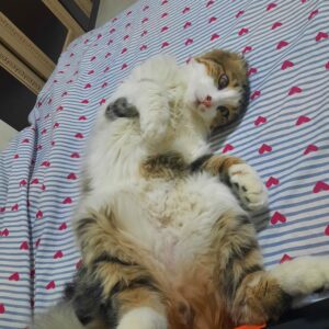 هیرو،پیشی نجات پیدا کرده از حیوان آزاری خیلی بغلی