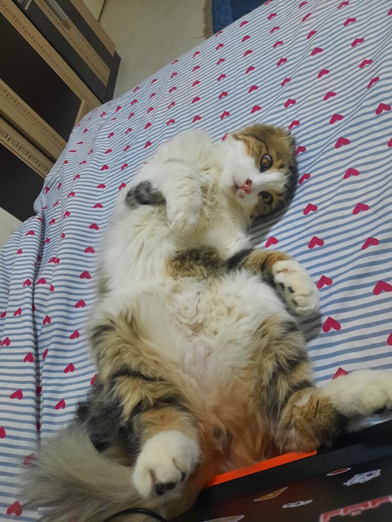 هیرو،پیشی نجات پیدا کرده از حیوان آزاری خیلی بغلی