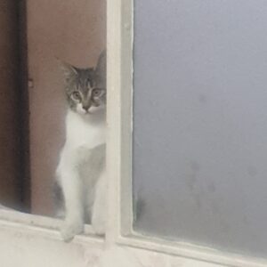 گربه ۲عدد ۵ماهه دختر و پسر