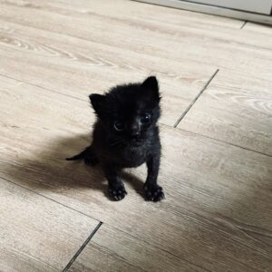 گربه مشکی DSH